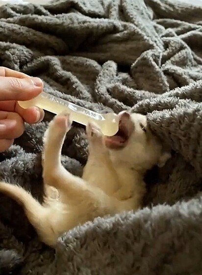 O homem acreditou ter resgatado um gatinho, mas, na verdade, era uma raposa feneco.