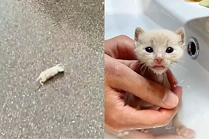 Homem achou que estava resgatando um gatinho, mas filhote cresce e se torna animal completamente diferente.