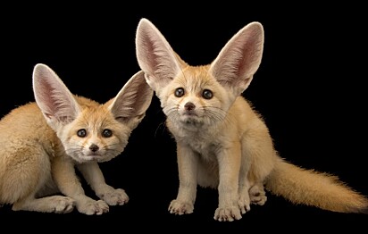 Imagem de uma raposa feneco.