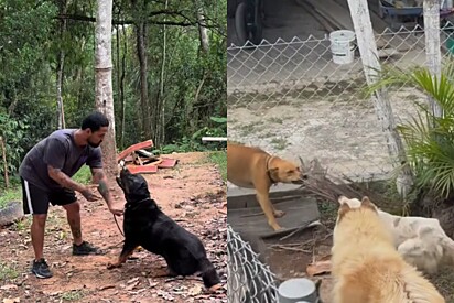 Rapaz apresenta a CAPS dos cachorros, escola especializada em reabilitar cães com problemas comportamentais.
