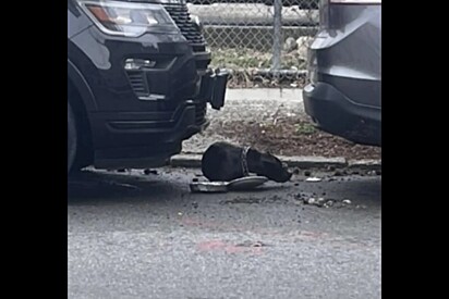 Cachorro abandonado e amarrado a um poste é resgatado e tem final feliz.