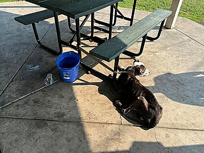 Max foi encontrado amarrado a uma mesa de piquenique em um parque.