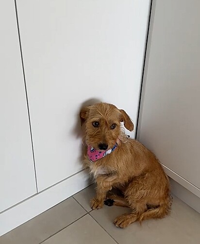 Hope chegou tímida e desconfiada na sua nova família.