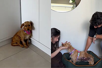 Após um passado traumático, cachorrinha chega tímida à nova família — mas o amor muda tudo.