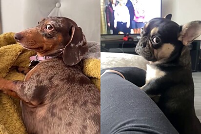 Os cachorros só querem saber que está tudo bem entre eles e os tutores.