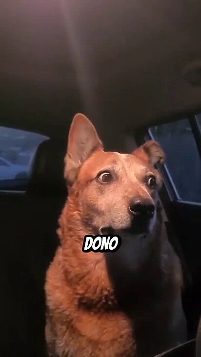 Esse olhar? É só um pedido de paz, não de desculpas!