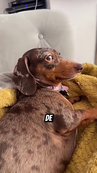 Os cães são bons em entender linguagem corporal.