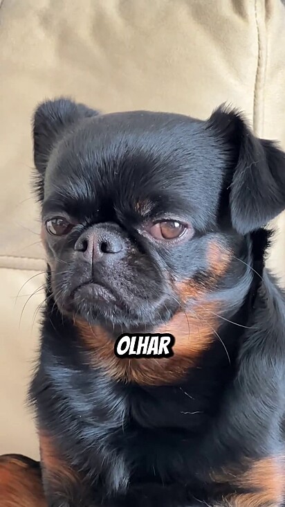 Ao olhar de canto eles passam a evitar mais confusão.