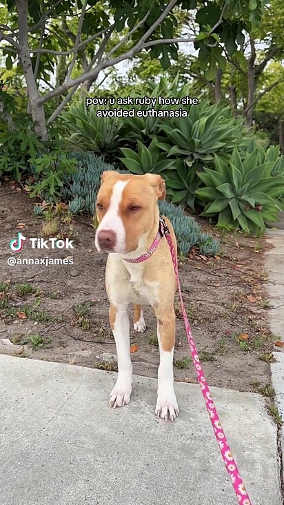 A cachorrinha não é nada como a rotularam. 