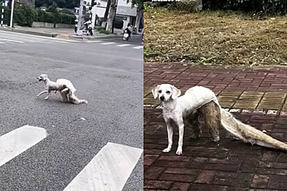 O cachorro foi localizado por um morador em um parque próximo, levemente ansioso, mas em segurança.