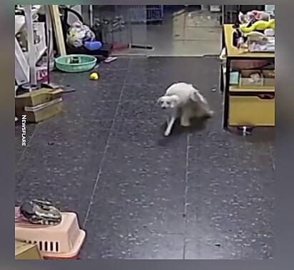 As câmeras do petshop registraram a fuga do cão.