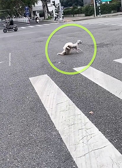 O cachorro chamou a atenção na rua devido a sua tosa estar incompleta.