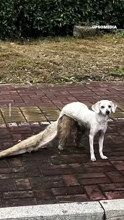 Aparência dividida: parte da frente sem pelos e parte de trás ainda peluda geraram comparações com um vestido de noiva.