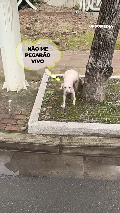 Cão reencontrado no parque, aparentando estar assustado