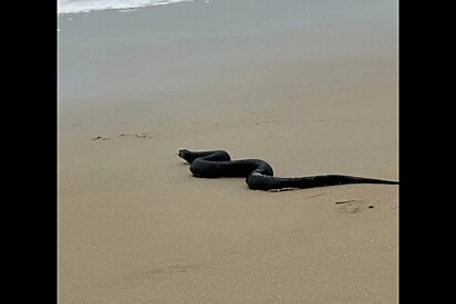 Família vê pedaço de maneira na praia - logo depois escuta gritos de desespero.