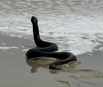 A família ficou observando a cobra deslizar em direção ao mar. 