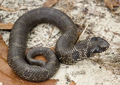 Imagem de uma cobra-nariz-de-porco-oriental.