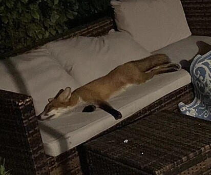  Andrea preferiu apagar a luz e deixar o bichinho descansar.