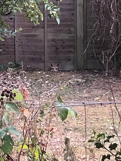Nos últimos anos uma raposa local passou a frequentar o jardim.
