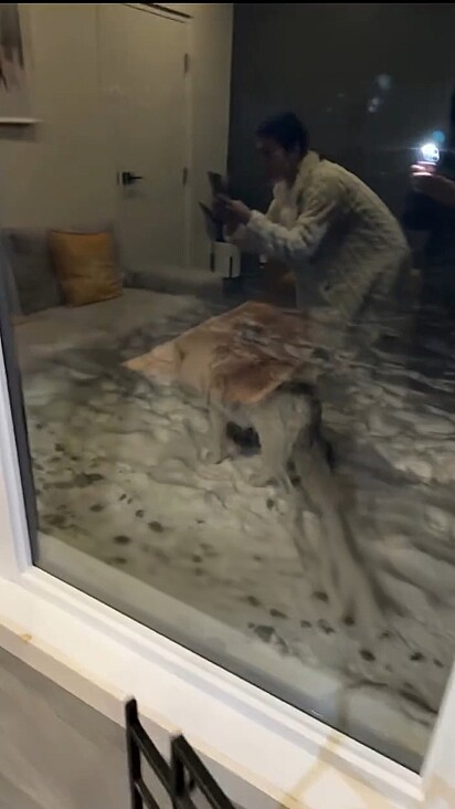 Até que viram lobos passando ao lado da casa.