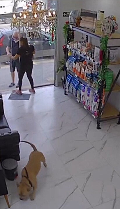 Chico é um pitbull de grande porte, que ama ir ao pet shop.