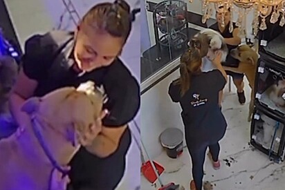 Ataque de foforice: cão pitbull gigante chega com tudo a pet shop e funcionárias tem que agir rápido.