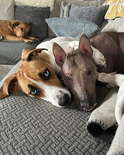 “Os humanos julgam pela aparência. Os cães não.