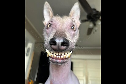 Chamavam cachorra resgatada de feia, mas ela encontra família amorosa e vira princesa da casa.