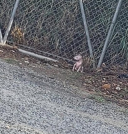 Nina foi encontrada sozinha em uma floresta de Porto Rico.