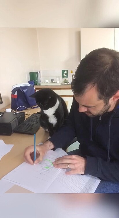O felino não estava à procura de emprego, mas acabou sendo promovido — sem sequer entregar um currículo.