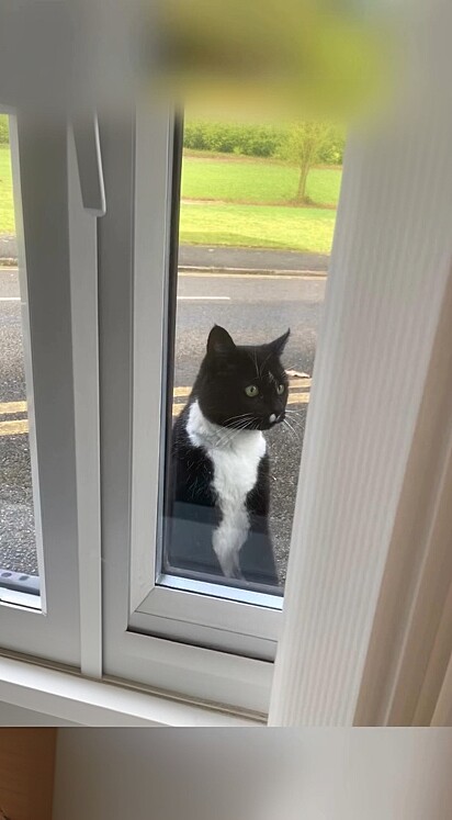 Um gato frajola chamado Sylvester se tornou membro da equipe de treinamento da Leamington Guide Dogs, uma instituição britânica dedicada à formação de cães-guias.
