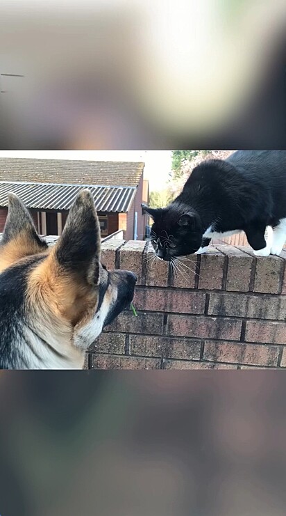 O felino está sempre interagindo com os cães em treinamento. 
