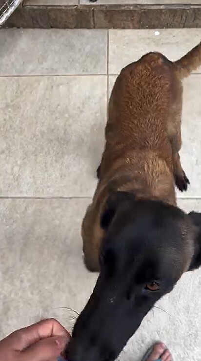 Ao seu comando, cada um dos cães vinha até ele para receber um petisco.