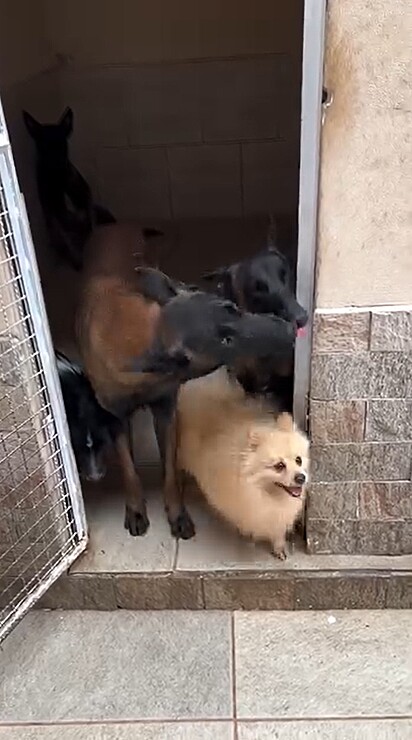 Mesmo depois de ter recebido seu petisco, ele tentou furar a fila.