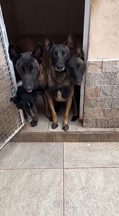 O adestrador de cães Mateus Salema compartilha vídeos de treinamentos em sua rede social.