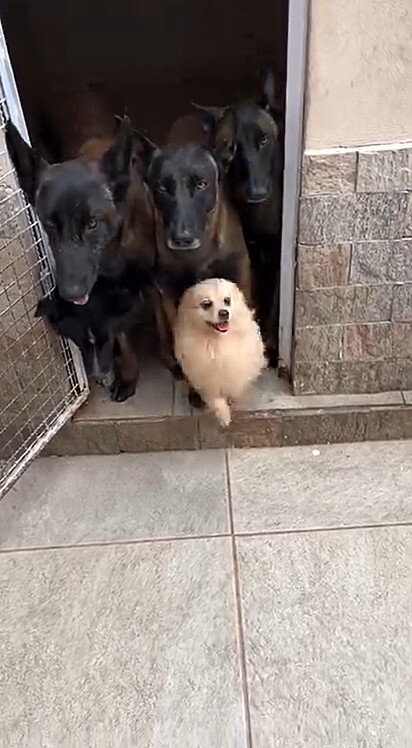 Durante o treinamento, um dos cães, um spitz alemão, quis furar a fila.