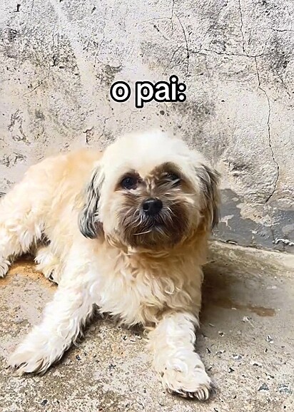 Tudo indica que esse seja o pai dos filhotes… mas será mesmo? Hahaha. 