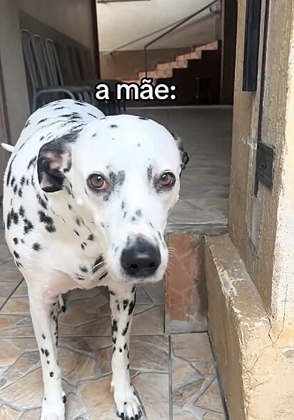 A mãe dos filhotes.