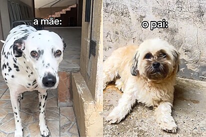 Cães cruzam e têm 3 filhotes — mas a diferença entre eles surpreende a todos!
