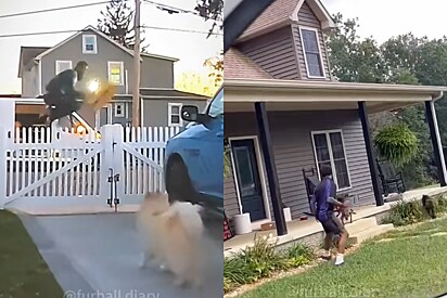 Cachorros fazendo entregadores correr: Compilado de vídeos prova que profissão exige preparo físico para fugir.