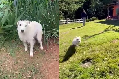 Clarisse se tornou uma cachorrinha muito mais animada e feliz.