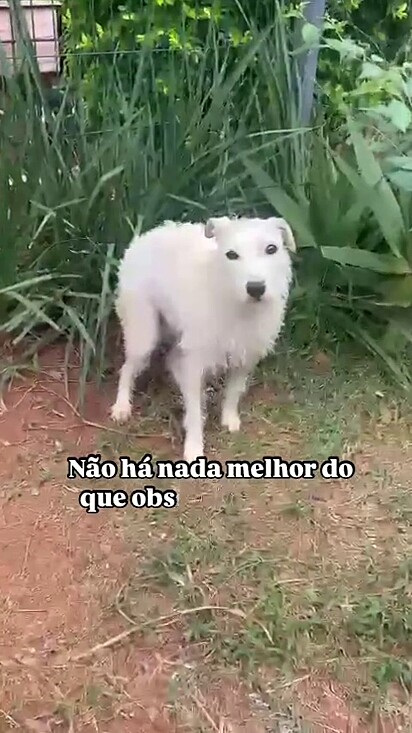 A ONG conta com a parceria de Guabi Natural para fornecer alimento de qualidade aos resgatados.