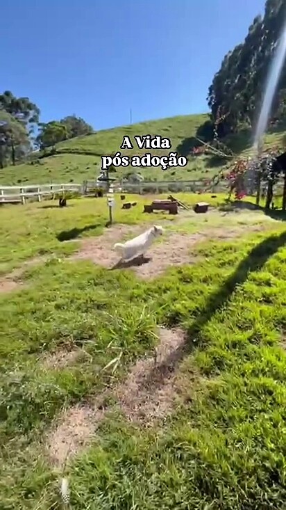 Para a Gavaa, cada adoção transforma vidas, como a de Clarisse, símbolo de esperança e amor.