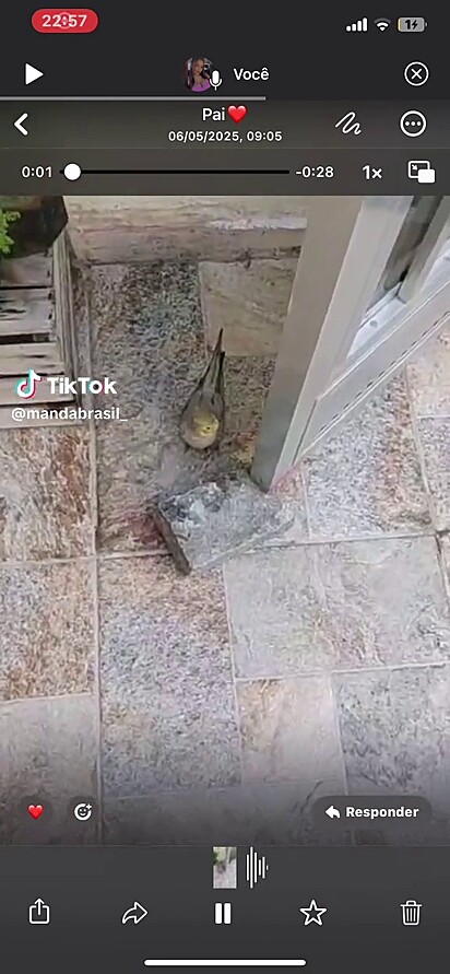 A calopsita apareceu no quintal da casa do homem. 