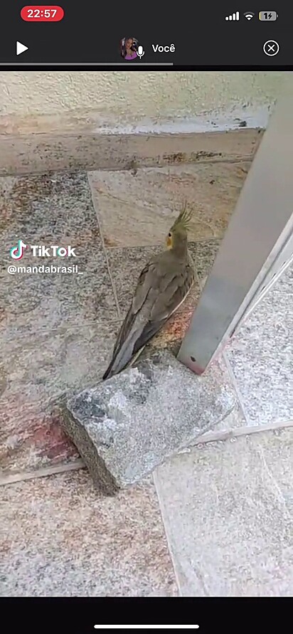 enho a oxítona, a paroxítona e a proparoxítona’ — internautas entraram na brincadeira!