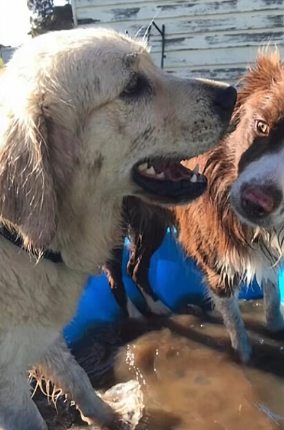 A creche canina promove o bem-estar físico, emocional e social dos animais.