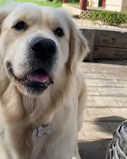 Rosie, uma golden retriever de 2 anos.