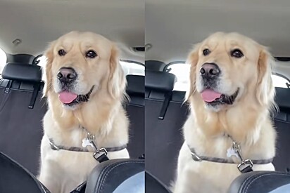 Golden retriever vai para a creche e tutora não acredita nas fotos que lhe mandam.