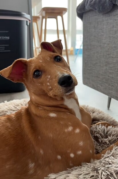Apricot é 100% cão de aldeia da África Ocidental. Cachorro parecido com o Bambi.