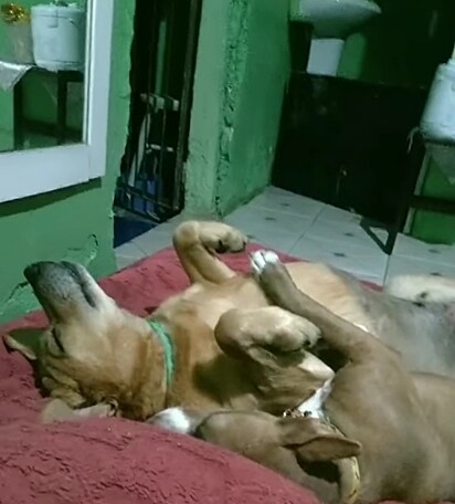 Laerte deitado ao lado da sua nova amiguinha.